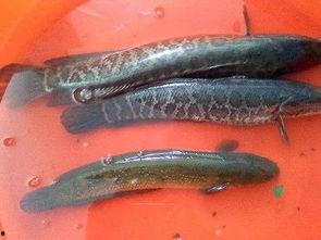 黑鱼视频吃瓜视频下载,揭秘热门视频平台幕后操作  第2张