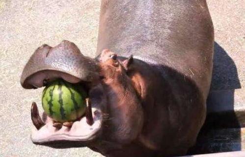 河马吃瓜的搞笑视频图片,笑料横生，萌态十足！  第2张