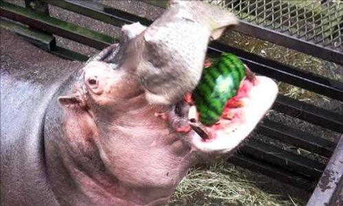 河马吃瓜的搞笑视频图片,笑料横生，萌态十足！  第3张