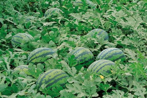 农大跳舞吃瓜视频大全,吃瓜视频大盘点