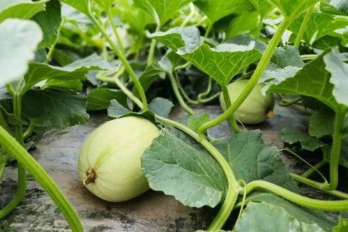 小西湖吃瓜视频大全最新,揭秘网红美食背后的故事  第2张