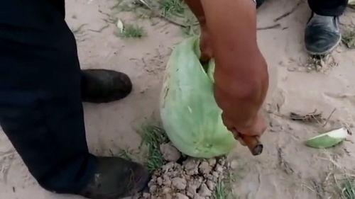 网上吃瓜看视频,揭秘现代人的娱乐生活  第3张