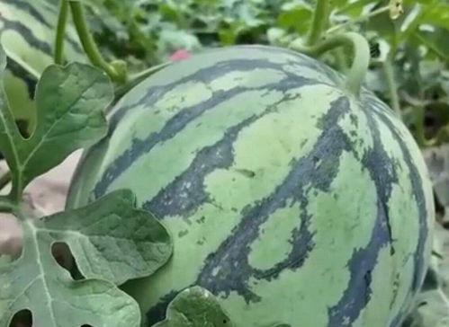 近几年吃瓜视频,近几年热门吃瓜视频盘点  第2张