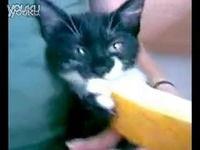 猫可以吃哈密瓜视频,揭秘哈密瓜的甜蜜诱惑  第3张