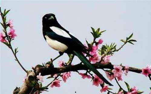吃瓜喜鹊完整视频,趣味视频带你领略鸟类生活趣事  第2张