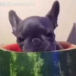 法斗吃瓜的视频