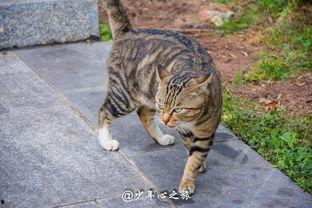 一群猫咪吃瓜群众视频,猫咪版“娱乐圈”风云录  第2张