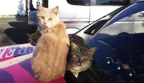 一群猫咪吃瓜群众视频,猫咪版“娱乐圈”风云录  第3张