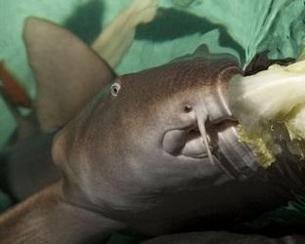 鲨鱼吃瓜变瓜皮视频,一场奇妙的海洋误会  第2张