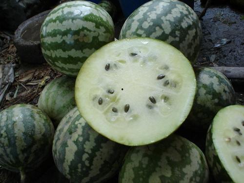 吃绿宝瓜搞笑视频大全集