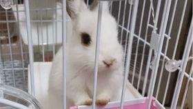 肌肉兔吃瓜视频大全,趣味横生的欢乐时光  第2张