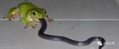 蛇姐吃瓜视频  第2张