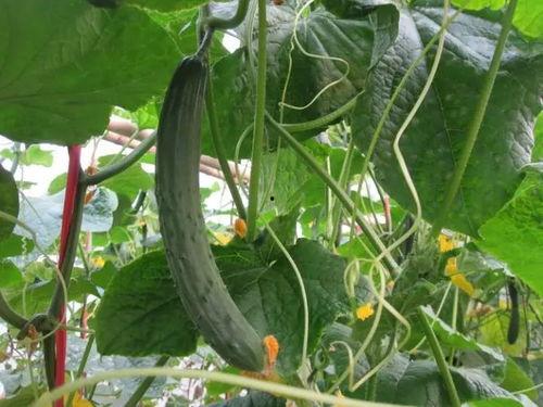 昨天镇平吃瓜视频曝光,揭秘当地风俗美食背后的故事  第3张