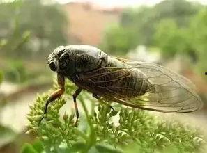 刘大瓜吃知了视频,趣味横生美食体验  第2张