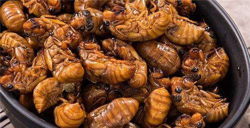 刘大瓜吃知了视频,趣味横生美食体验  第3张