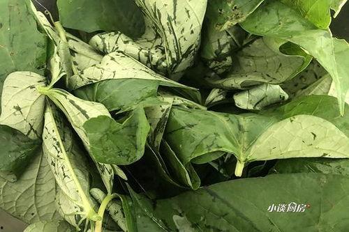 树叶吃瓜全过程视频播放,一场奇妙的植物互动大揭秘