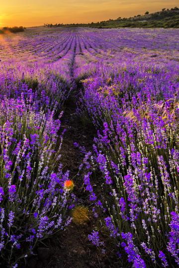 吃瓜樱花草视频大全下载,一键下载收藏