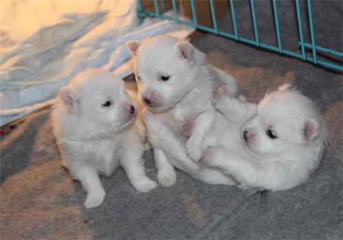 博美吃哈密瓜吗好吗视频,美味还是禁忌？  第2张