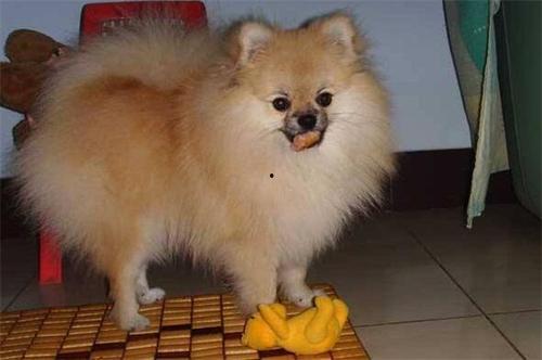 博美吃哈密瓜吗好吗视频,美味还是禁忌？  第3张