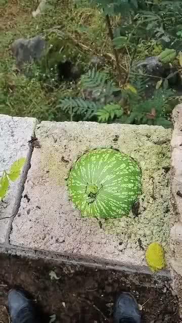 吃瓜真好吃视频下载免费,免费下载“吃瓜真好吃”视频，尽享美味瞬间