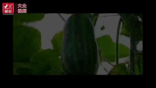 吃瓜视频致富吗,揭秘网络红人财富之路  第2张