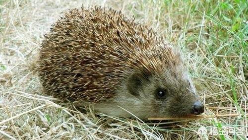 刺猬吃瓜怎么处理视频,创意视频处理揭秘  第2张