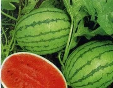 泡泡吃瓜视频地址,带你领略网络红人的魅力瞬间  第3张