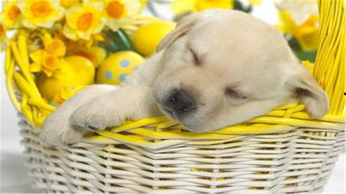 小狗吃瓜的视频近景,小狗近景大快朵颐