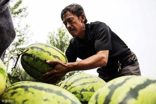 金昌老汉吃瓜视频,一场接地气的乡村生活秀  第2张