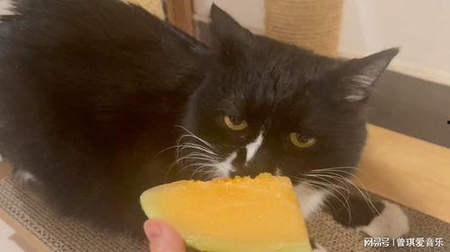 哺乳猫吃哈密瓜好吗视频,哈密瓜对哺乳猫的益处揭秘  第3张