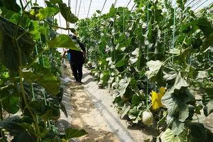 大西平吃瓜群众视频大全  第3张