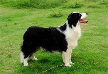 边牧吃哈密瓜好吗视频讲解,边牧食用哈密瓜的安全性解析  第3张