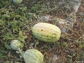 陕西的吃瓜事件真相视频,真相视频还原事件始末  第2张