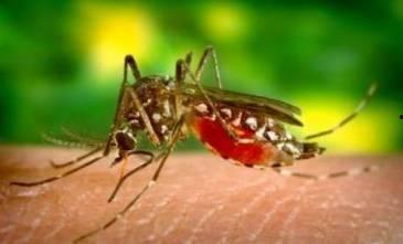 带你吃瓜杀蚊子视频大全,带你领略“吃瓜杀蚊子”视频盛宴