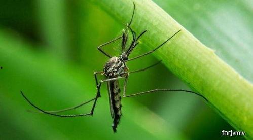 带你吃瓜杀蚊子视频大全,带你领略“吃瓜杀蚊子”视频盛宴  第2张