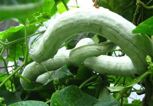 红色的蛇瓜可以吃吗视频,揭秘美味与营养的双重惊喜  第3张