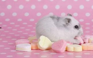 仓鼠应该怎样吃哈密瓜视频,营养美味两不误  第2张