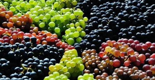 宝宝吃葡萄瓜视频播放大全,趣味互动，快乐成长  第3张