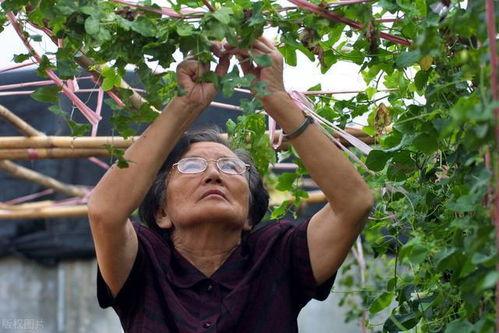 韩国羡慕中国吃瓜视频,中国“吃瓜”文化引发韩国羡慕热潮