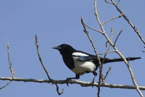 吃瓜喜鹊围观视频全集,全程高清视频大揭秘  第3张