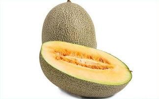 鸟会吃哈密瓜吗视频教学,揭秘鸟类与哈密瓜的奇妙互动  第3张