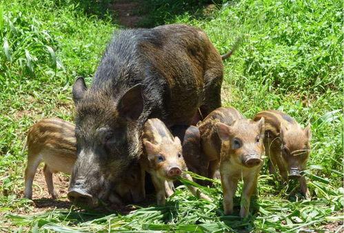 野猪吃红瓜视频大全图片,红瓜盛宴大揭秘  第2张