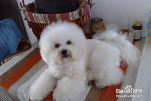 比熊可吃角瓜吗有毒吗视频,揭秘角瓜是否有毒  第2张