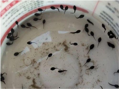 吃瓜群众小蝌蚪视频