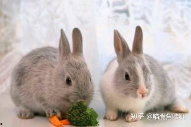 兔子可以吃四月瓜吗视频,揭秘宠物饮食之谜  第3张