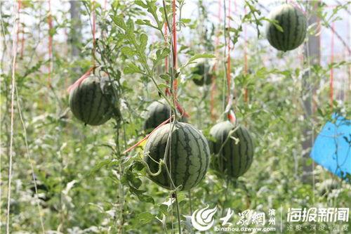 临沂吃瓜网红事件视频,揭秘网络舆论的风暴与真相  第3张