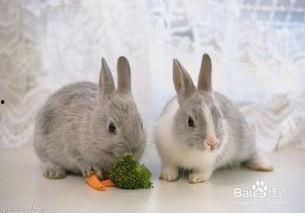 小兔会吃洋瓜吗视频教程  第2张