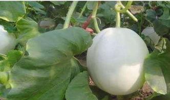 猪吃白兰瓜的视频大全图片,趣味视频大盘点