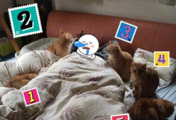 橘猫演吃瓜视频,萌宠版“瓜界风云”