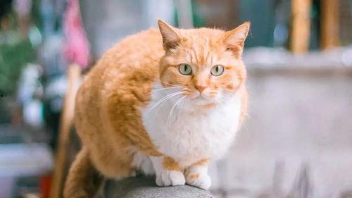 橘猫演吃瓜视频,萌宠版“瓜界风云”  第3张